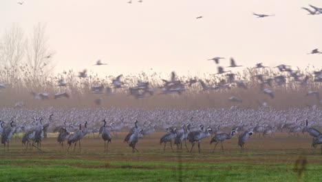 flock of common crane (grus grus) flying in the hula valley