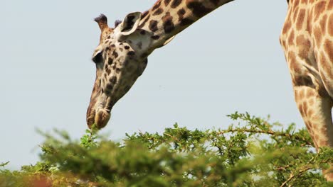 disparo en cámara lenta de primer plano de una jirafa comiendo y alimentándose del árbol de acacia en masai mara, kenia, vida silvestre africana en la reserva nacional de masai mara, kenia, áfrica animales de safari en masai mara