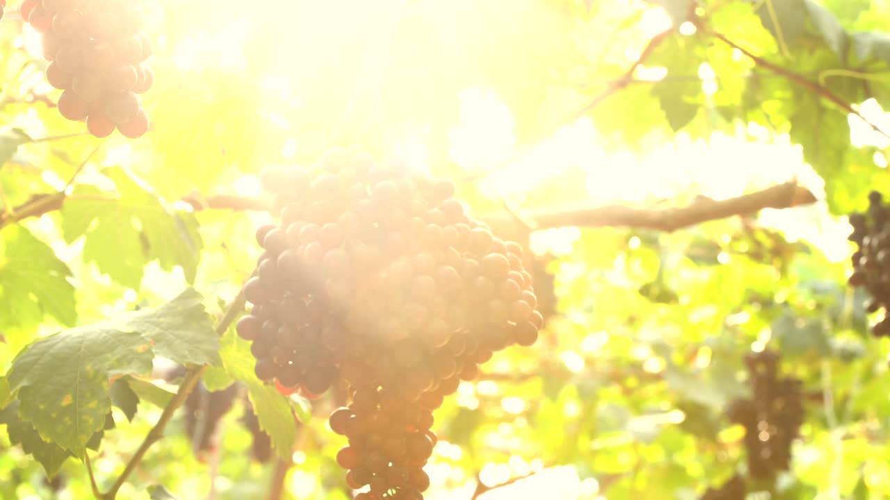 포도 나무에 녹색 잎 보라색 붉은 포도. 신선한 과일