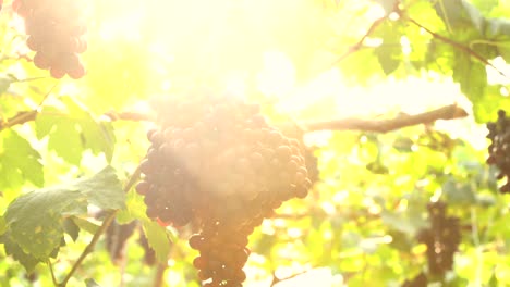 uvas rojas púrpuras con hojas verdes en la vid. frutos frescos