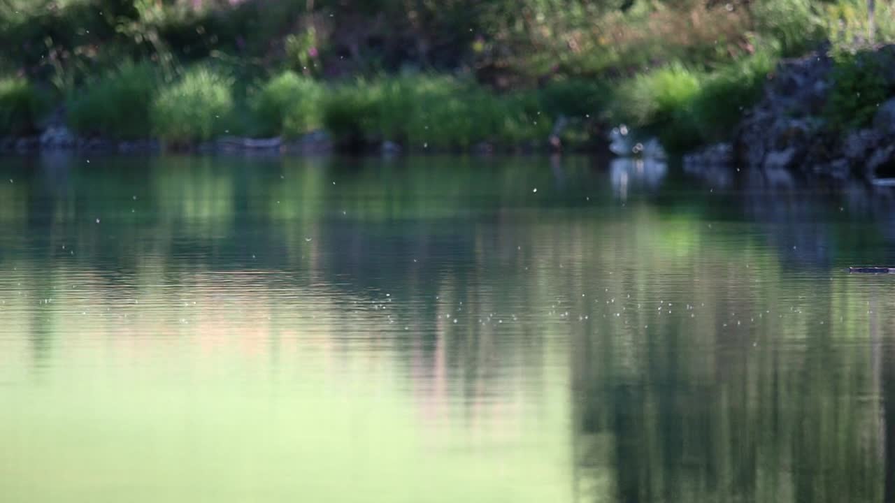 꽃가루가 노르웨이의 호수 위로 날아갑니다.