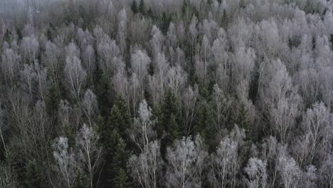 Flying-Through-Snowy-Dense-Pine-Treetops-In-Forest-Park-During-Winter