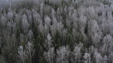 volando a través de las copas de los pinos nevados en el parque forestal durante el invierno