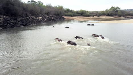 4k video footage of a group of hippos in a lake