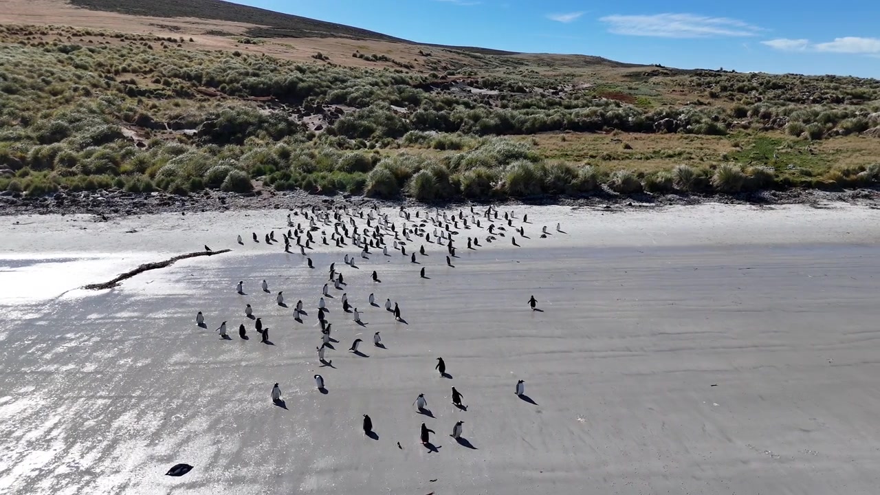 Vista aerea con drone di pinguini Papua radunati lungo la costa nelle Isole Falkland.
