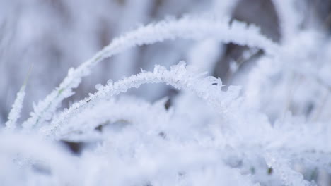 rime ice on vegitation. static macro shot