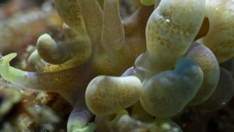 fotografía única de un hermoso nudibranquio phyllodesmium magnum que muestra los intrincados detalles de sus ceratas y rinóforos de color púrpura claro