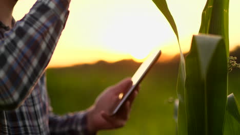 Bauer-Mit-Tablet-Im-Feld.-Hübsche-Junge-Frau-Hält-Bei-Sonnenuntergang-Ein-Tablet-Im-Feld