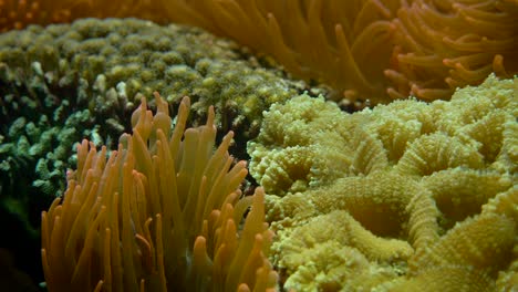 Underwater-colorful-anemones-in-crystal-clear-ocean-water-with-sun-reflection