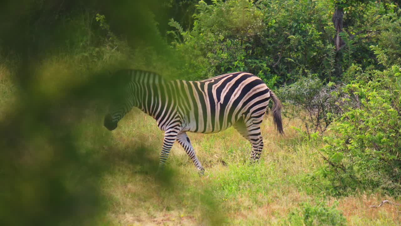 a lone zebra walking graciosly in the wilderness. disappears behind the bush