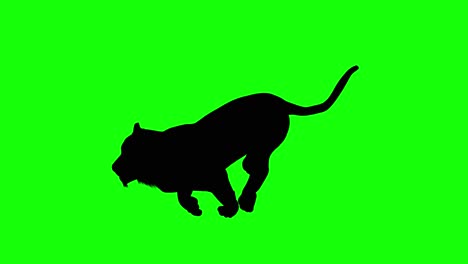 Silhouette-of-a-tiger-running,-on-green-screen,-perspective-view