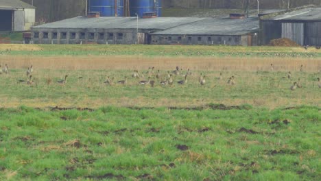 Large-tundra-bean-goose-group-resting-and-watching-in-a-green-grassland-during-migration-season,-medium-shot-from-a-distance