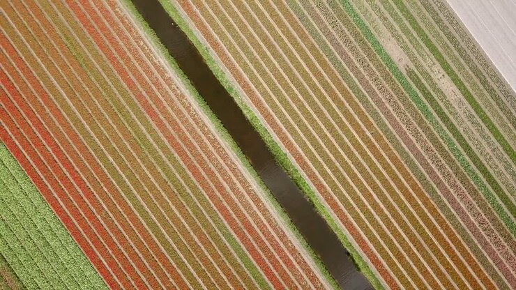 bird eyes view of the tulip fields in Holland