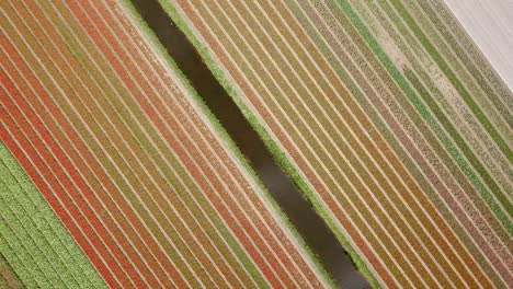 bird-eyes-view-of-the-tulip-fields-in-Holland