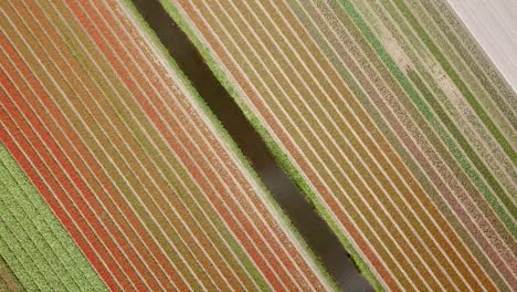 Vista-De-Pájaro-De-Los-Campos-De-Tulipanes-En-Holanda