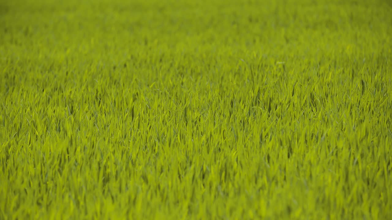 vista panorámica del campo de trigo contra el cielo 1