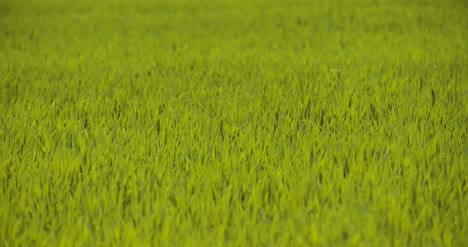 scenic view of wheat field against sky 1