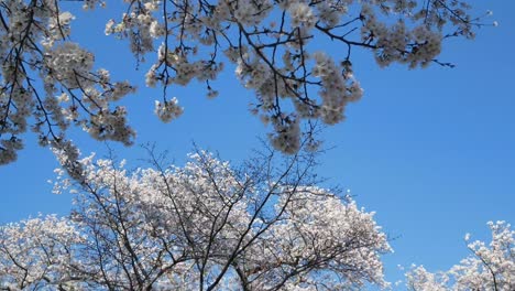 View-up-to-the-sky-while-Walking-among-the-giant-cherry-blossom-trees-in-full-bloom-on-sunny-day-of-spring-season-in-Japan-with-sunshine-in-background