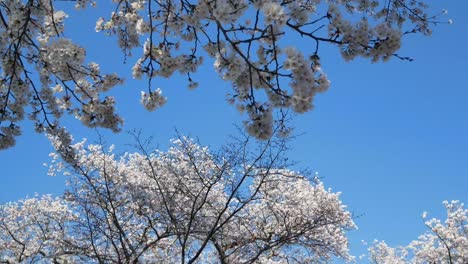 view up to the sky while walking among the giant cherry blossom trees in full bloom on sunny day of spring season in japan with sunshine in background