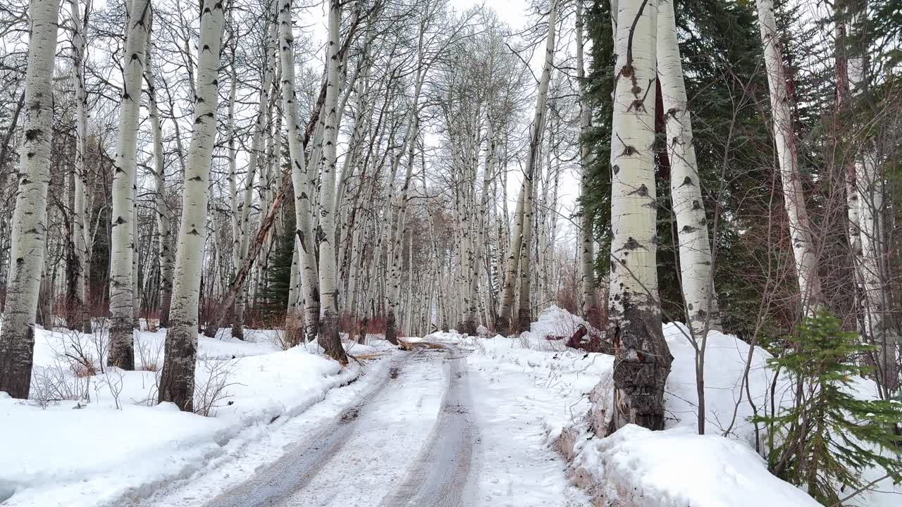 Aspen Old Snowmass Aspens forest trees groove winter spring day Pitkin Count open space gray clouds grey skies car tire tracks trail dirt road deep powder snow White River National Forest pan down