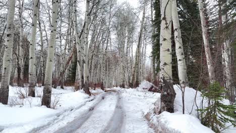 aspen old snowmass aspens forest trees groove winter spring day pitkin count open space gray clouds grey skies car tire tracks trail dirt road deep powder snow white river national forest pan down