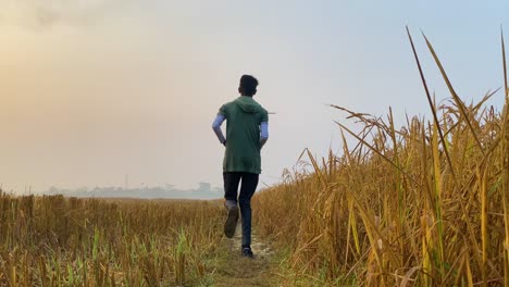 Scenic-shot-of-man-running-away-from-camera-in-dry-yellow-rice-paddy-field