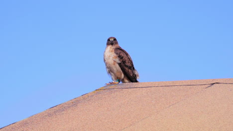 Hawk-on-the-roof-of-a-residence-on-Steep-Ravine-Beach-in-California,-United-States