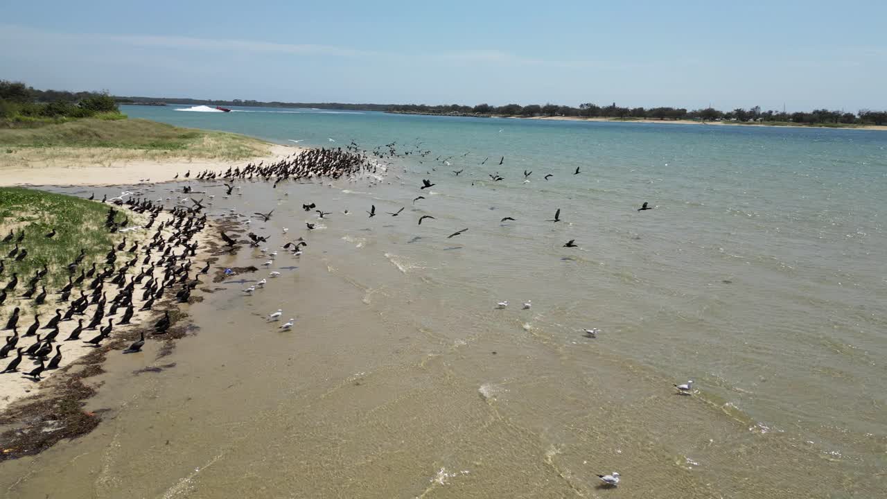 모래 해변 에 모인 바다 새 들 의 무리 가 다가오는 제트 보트 타기 에 의해 방해 를 받을 때 비행 을 한다