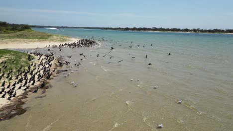 Una-Bandada-De-Aves-Marinas-Reunidas-En-Una-Playa-De-Arena-Emprende-El-Vuelo-Cuando-Las-Molesta-Un-Paseo-En-Lancha-Motora-Que-Se-Acerca