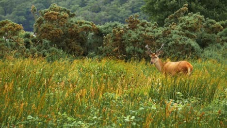 Rothirsche-Grasen-In-Der-Wildnis