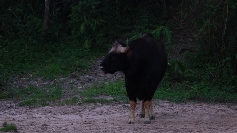 lamiendo su cara y nariz mientras agita su cola luego mira hacia otro lado como se ve antes del anochecer en el bosque, bisonte indio bos gaurus, tailandia