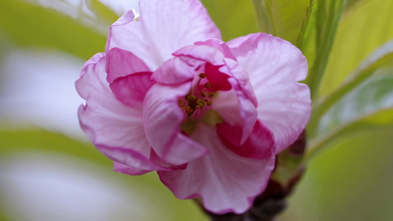 hermosas flores rosadas