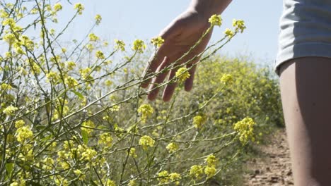 Toma-En-Cámara-Lenta-De-Una-Niña-Caminando-Y-Pasando-La-Mano-Por-Las-Flores