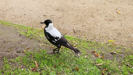magpie walking on grass near a dirt path