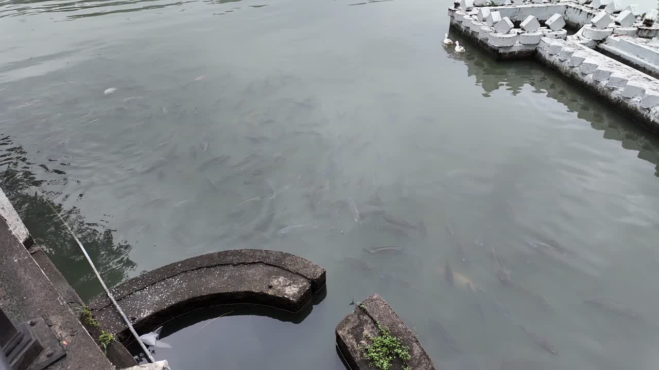 4K Video of lots of large fish swimming in Kandy Lake in Sri Lanka