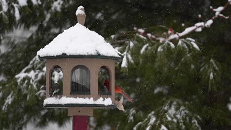 birds feeding at bird feeder in snow storm