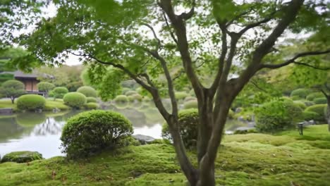 peaceful japanese garden with moss and water feature