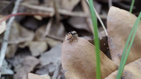 araignée paon, mâle maratus pavonis