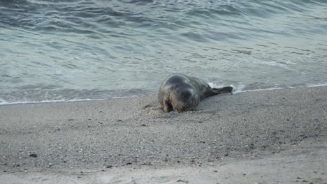 foca de puerto cavando en la arena