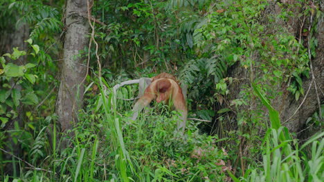 proboscis monkey in the rainforest