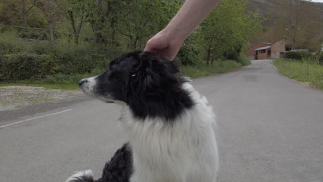 white hand petting a black and dog