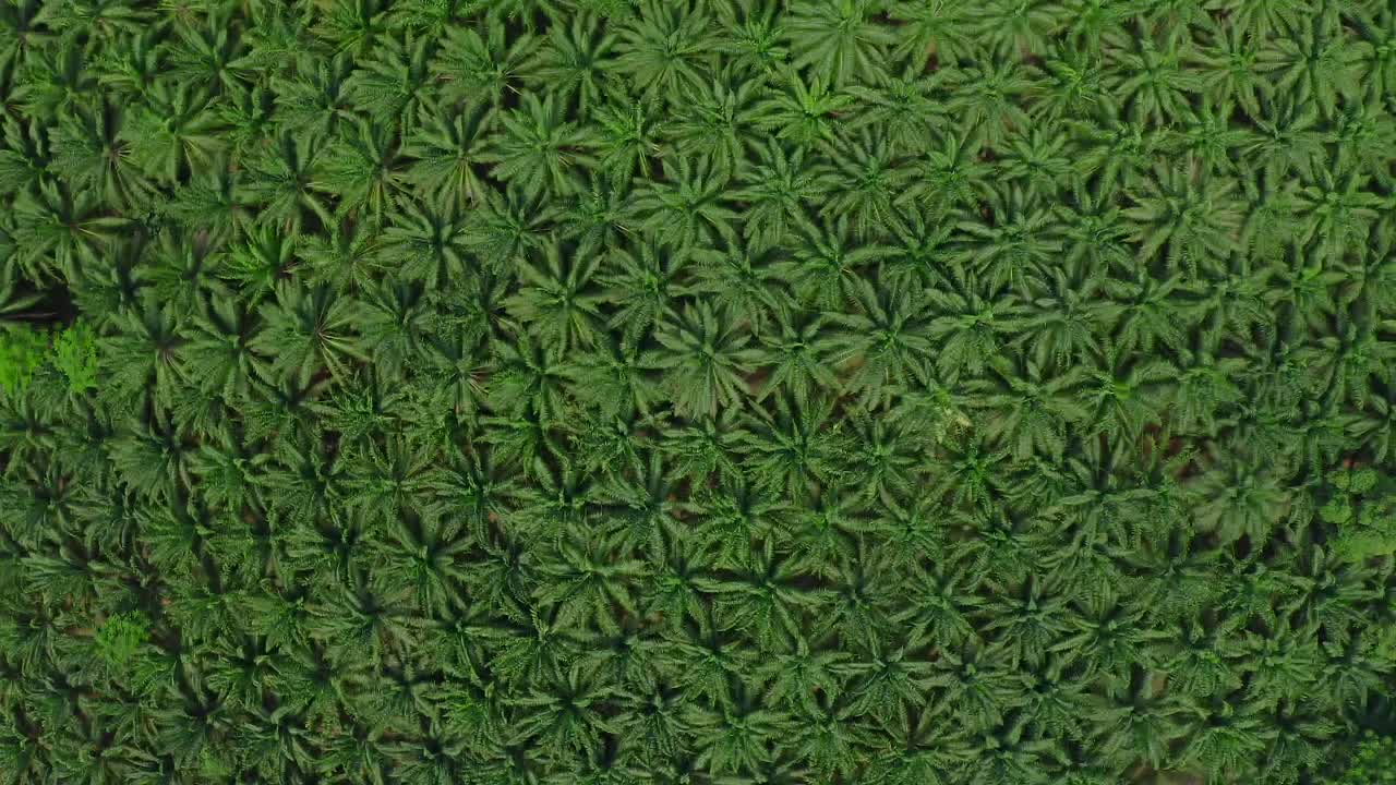 열대 지방의 빽빽한 야자유 농장 위로 올라가는 공중 전망