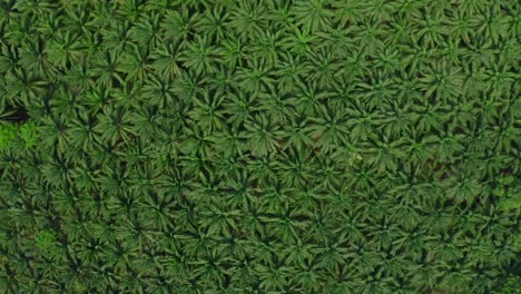 vista aérea ascendiendo sobre una densa plantación de aceite de palma en los trópicos
