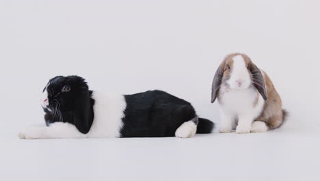 retrato de estudio de dos conejos de orejas en miniatura en blanco y negro sobre fondo blanco