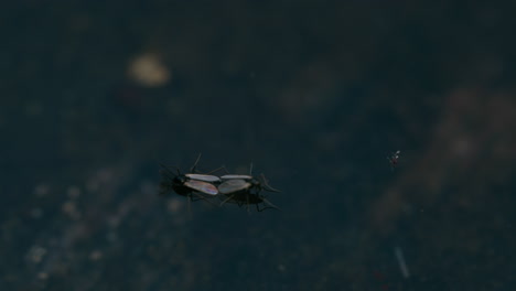 Chironomid-midges-mating-on-the-water-surface,-viewed-from-above