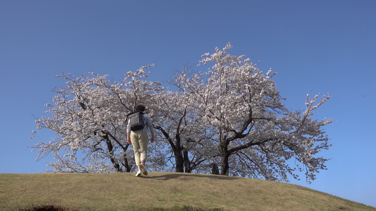 Male walking up hill with beautiful Sakura cherry blossom on top