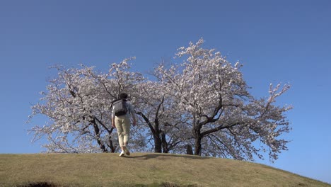 male walking up hill with beautiful sakura cherry blossom on top