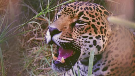 male jaguar panthera onca lying down with mouth open, showing fangs and tongue