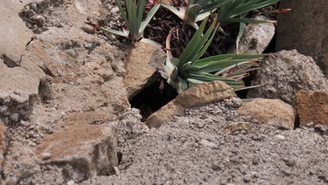 Cute-rodent-in-safety-of-rock-den-sticks-head-up-for-brief-moment