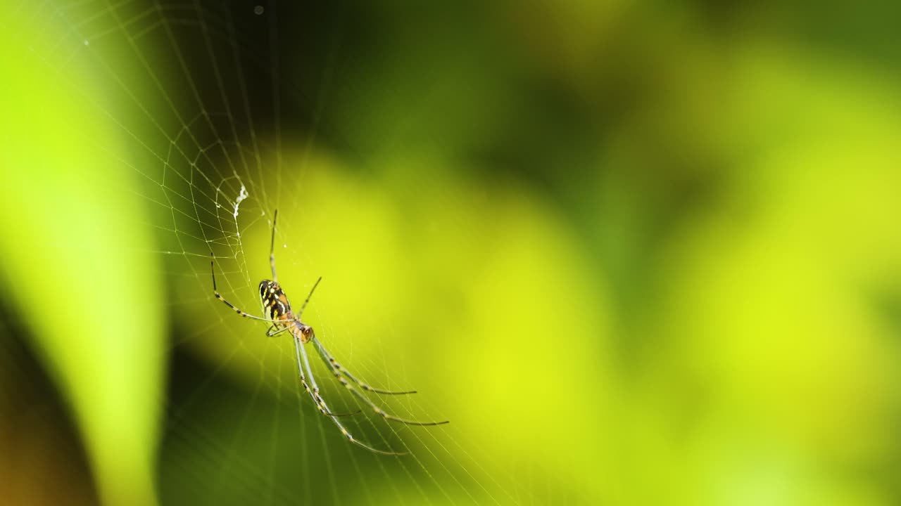 A Trichonephila clavata spider weaves its web amidst lush green foliage, captured with vivid colors and soft focus